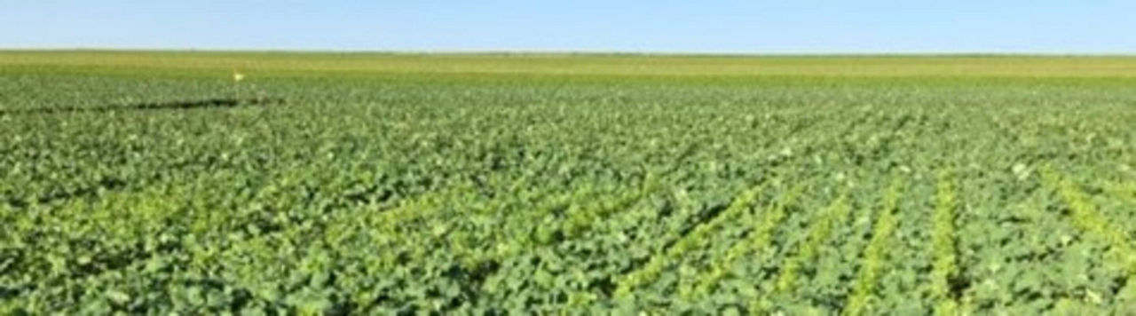 Profiter d’un désherbage tardif pour gérer les plantes compagnes